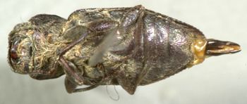 Media type: image;   Entomology 2690 Aspect: habitus ventral view